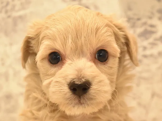 群馬県のハーフ犬・ミックス犬 (ペッツワン伊勢崎店/2025年1月28日生まれ/男の子/アプリコット)の子犬